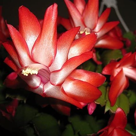 How Often Do You Water A Christmas Cactus: Red Christmas Cactus Plant