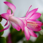 How Often Do You Water A Christmas Cactus 5 : How Often Do You Water Aloe Vera