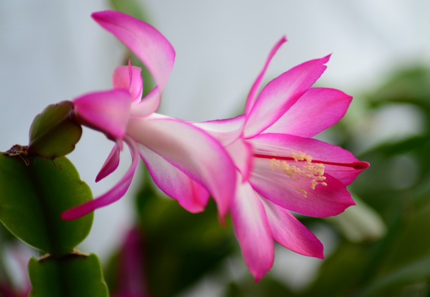How Often Do You Water A Christmas Cactus 5 : How Often Do You Water A Christmas Cactus