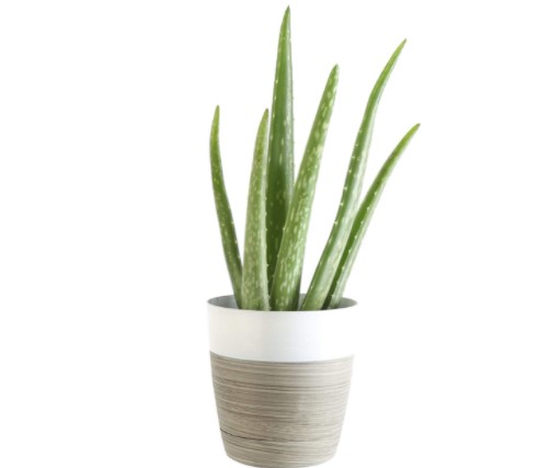 How Often Do You Water Aloe Vera: Aloe Vera Live Indoor Plant Fresh