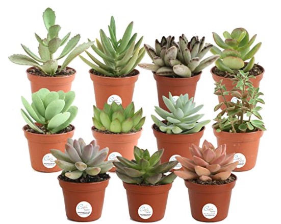 How Often Do You Water Succulents: Live Indoor Plant