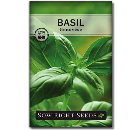 How Often To Water Basil: Genovese Sweet Basil Seed for Planting