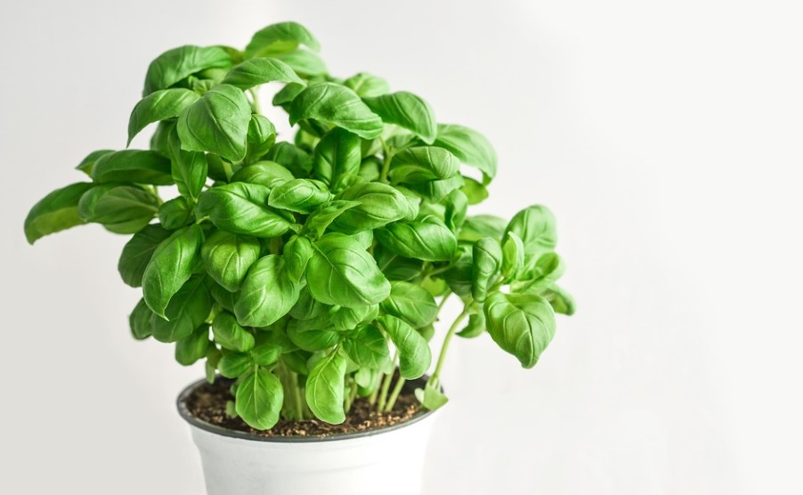 How Often To Water Basil