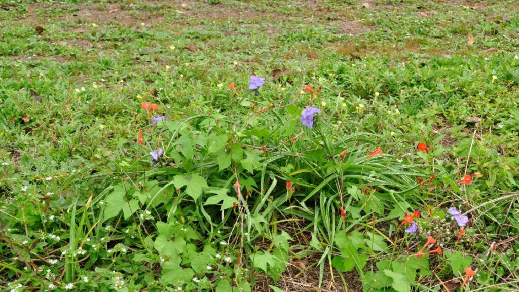 How to Care for a Spiderwort Plant Natural habitat