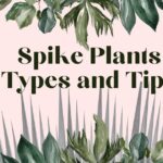 Spike Plant - 8 Interesting Facts