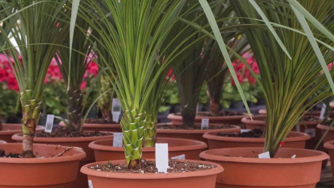 Spike Plant 8 Interesting Facts